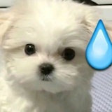 妙玉智取威虎山