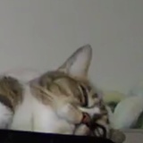 无敌小猫咪