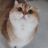 一团蛋白