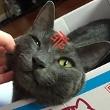 王单纯