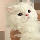 淡色