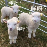 第三人称哈哈哈