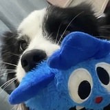 小狗大师旺旺🐶