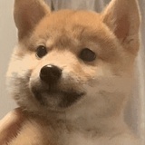 星云会点头