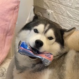 黄心大西瓜