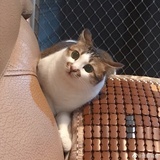 拉格朗日中值