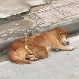 一只deer