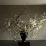 镜里花难折
