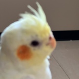 一只饼上鸟