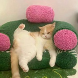 南瓜沙发