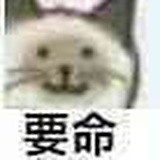 属猫