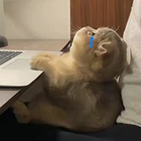 山槿
