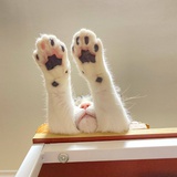猫咪修理厂
