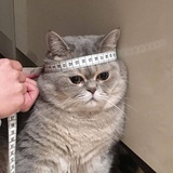 普通豆