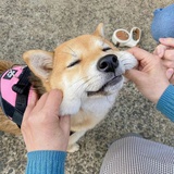 妙子