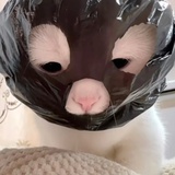 烤冷面多糖醋