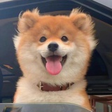 潦草小狗_