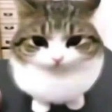 好运莲莲