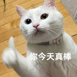 猫九稚