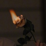 火烛玫瑰