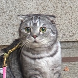 芋泥包