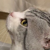 特仑苏可乐
