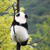 喜樂