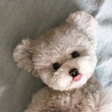 早起的嗜睡少女