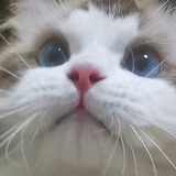 双流在逃兔头