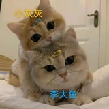 猫.小宝