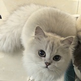 Leslie