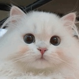 绿豆沙