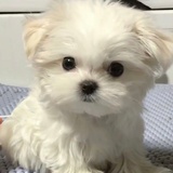 Yoyiyoy