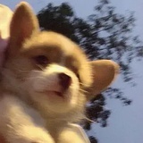每天都想喝奶茶