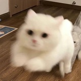 小牛