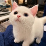西瓜