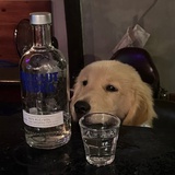 灯笼鱼