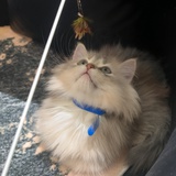 女又弓
