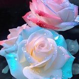 花漾甜心