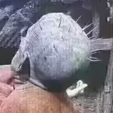 卖女孩的小火柴
