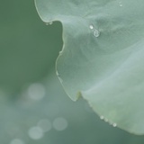 芒果