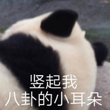花生了什么树
