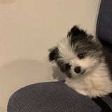 富贵狗狗