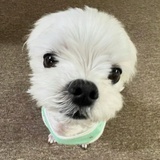 家养比格犬