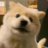 布蕾脆脆奶芙