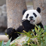 大熊猫福宝