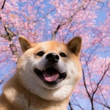 博士不如狗