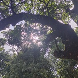 球球的世界