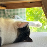 雪人