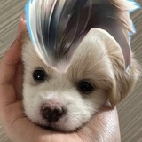 火鸡面日记